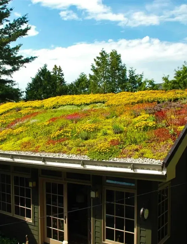 Ilustrasi Atap Hijau