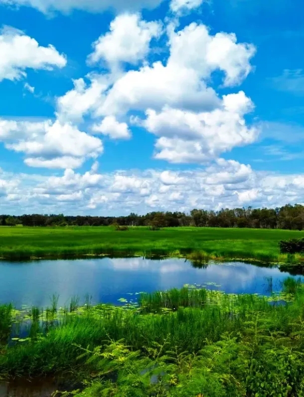 Ilustrasi Taman Nasional Wasur Rawa