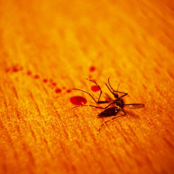 Ilustrasi Nyamuk Mati. Sumber: tomrodman.com