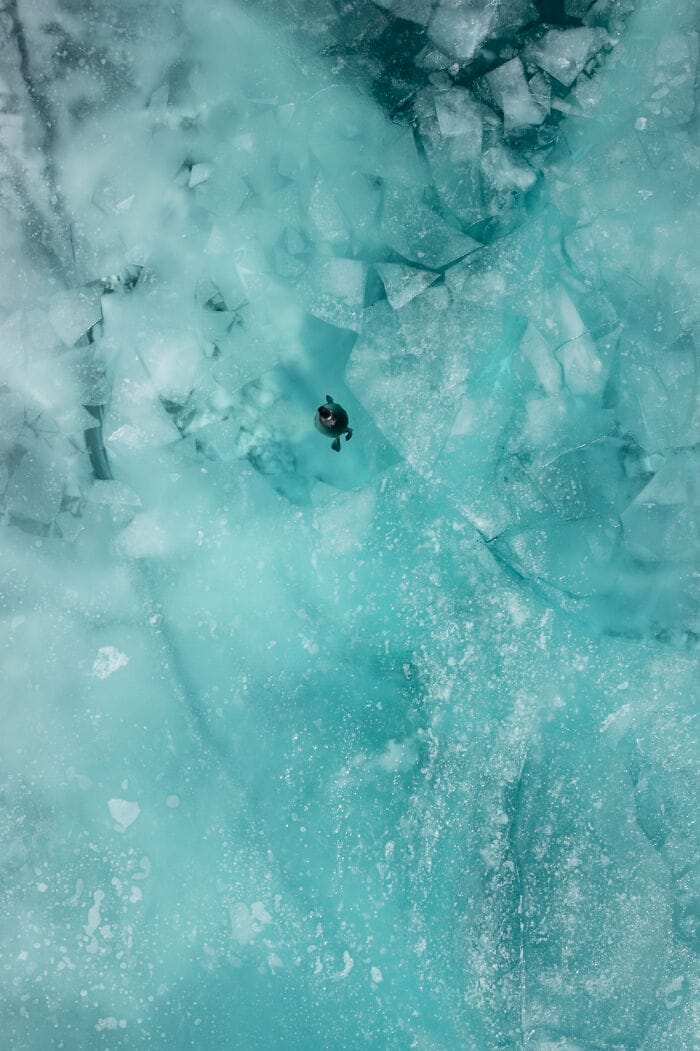 14 anjing laut baikal mengambang di celah es