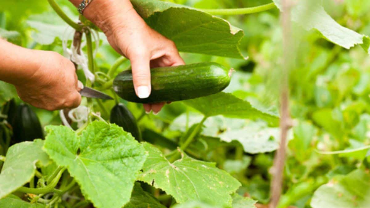 harvesting cucumbers compressed