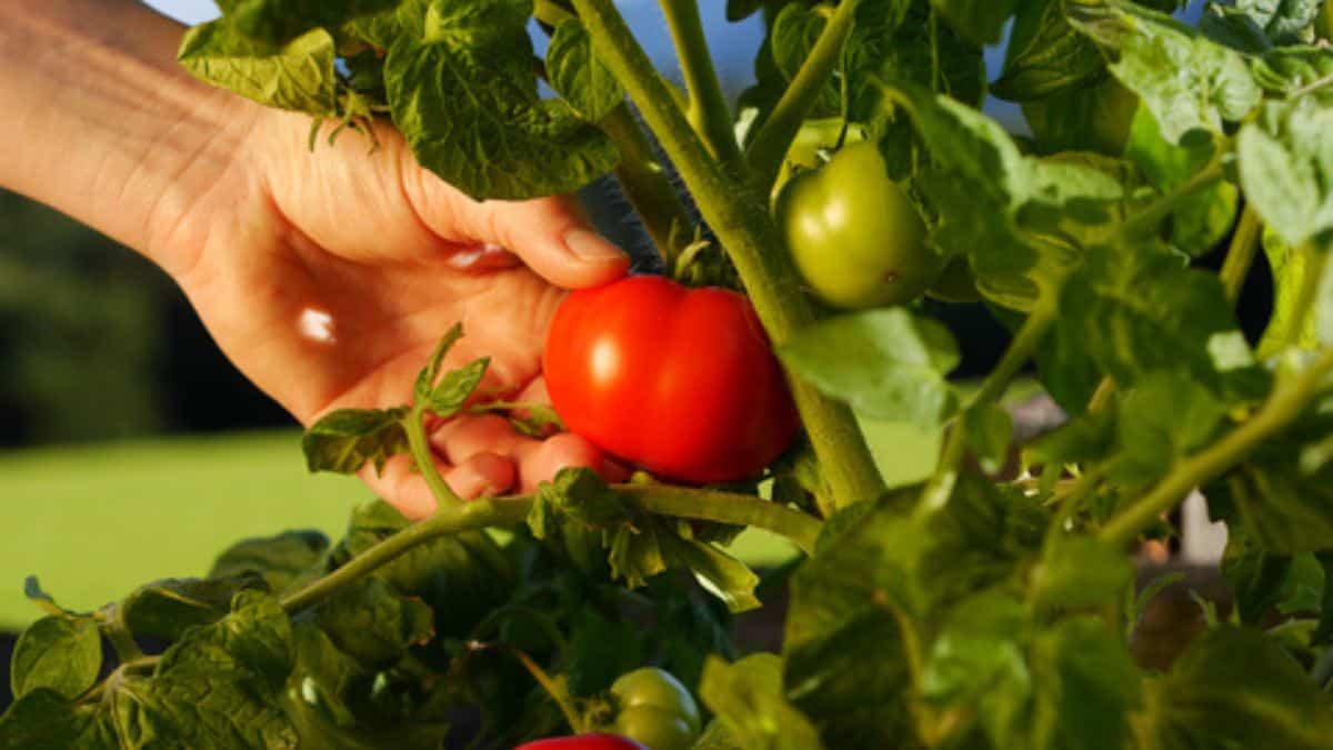 harvesting tomatoes compressed