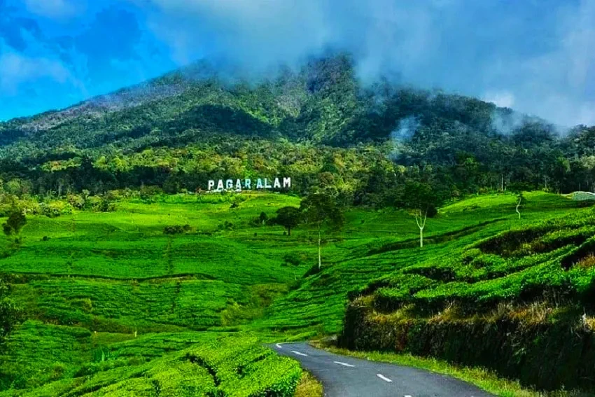 04 Gunung Dempo wisata kebun teh di pagar alam