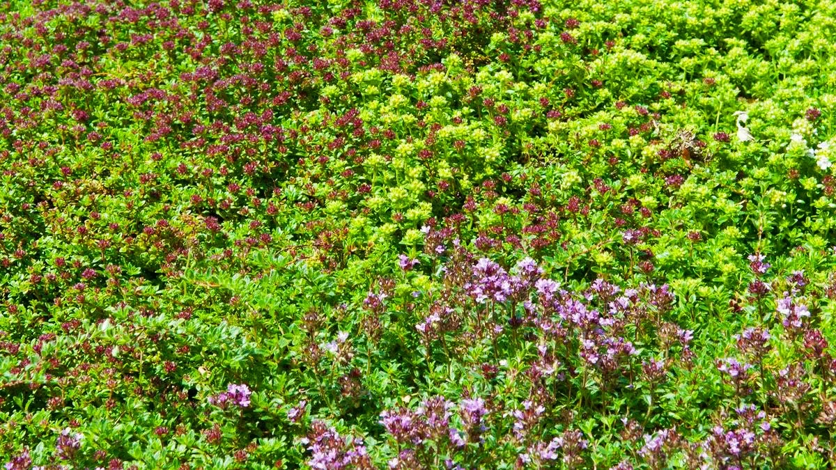 06 Tapestry lawns