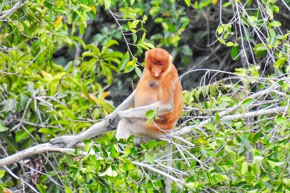 02 Hutan Mangrove Margomulyo