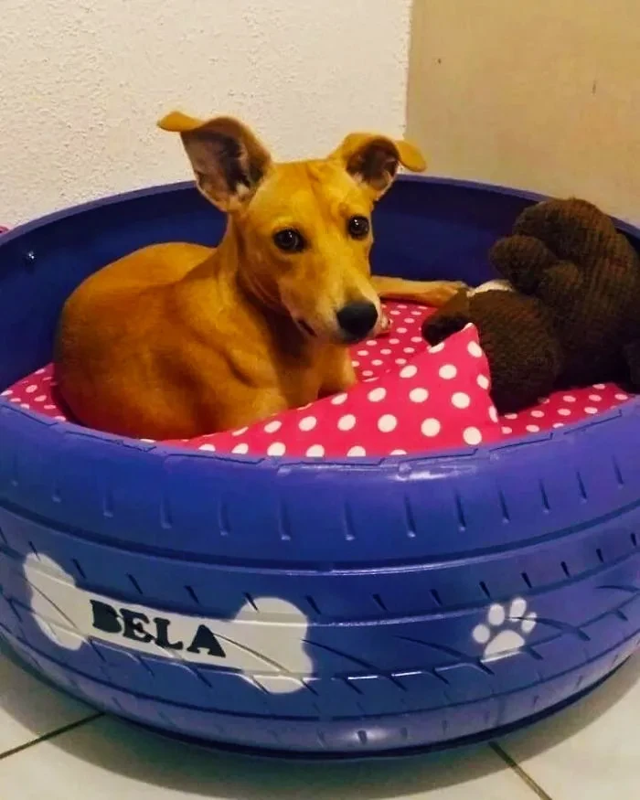 05 Young Brazilian is turning old tires into beds for animals and the environment is grateful 5c5a287d7d63c 700