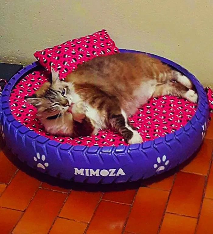 06 Young Brazilian is turning old tires into beds for animals and the environment is grateful 5c5a28802652d 700