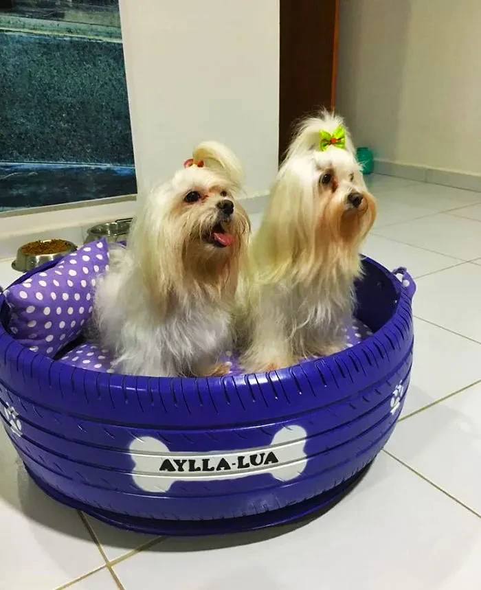 07 Young Brazilian is turning old tires into beds for animals and the environment is grateful 5c5a2882568c6 700
