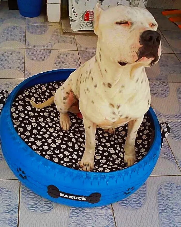 08 Young Brazilian is turning old tires into beds for animals and the environment is grateful 5c5a288518df3 700