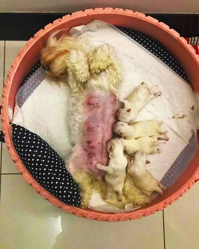 09 Young Brazilian is turning old tires into beds for animals and the environment is grateful 5c5a288750f79 700