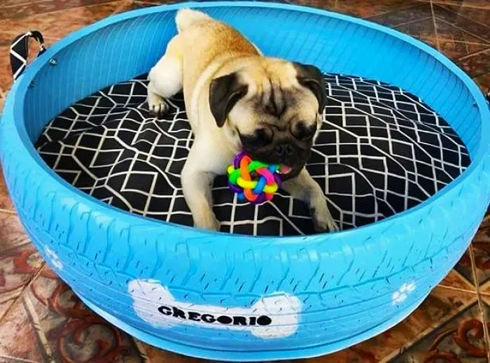 10 Young Brazilian is turning old tires into beds for animals and the environment is grateful 5c5aa09716733 700