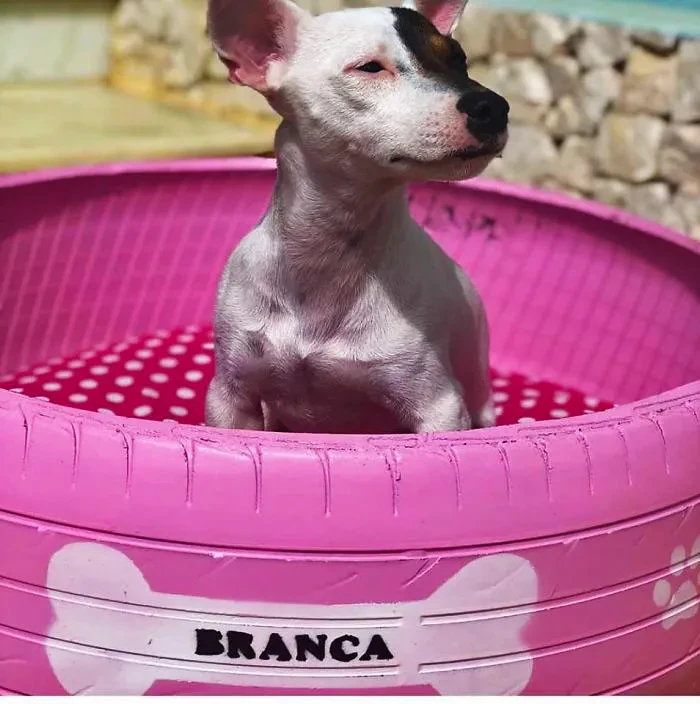 12 Young Brazilian is turning old tires into beds for animals and the environment is grateful 5c5aa092c9ea4 700