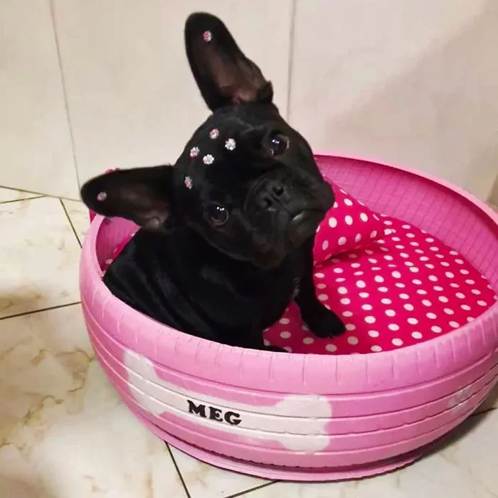13 Young Brazilian is turning old tires into beds for animals and the environment is grateful 5c5aa09bbf881 700