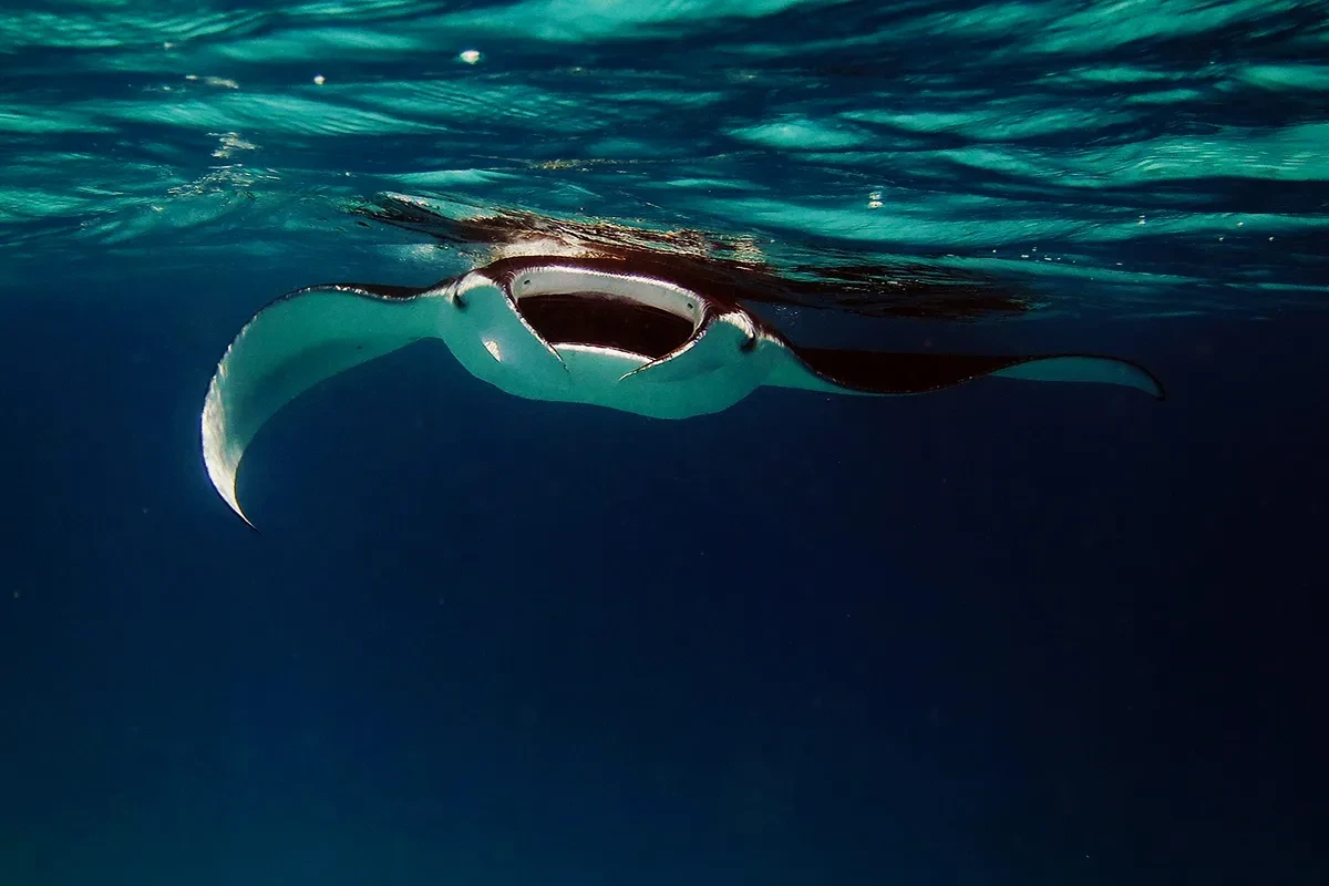 07 manta surface water 1200x800 1