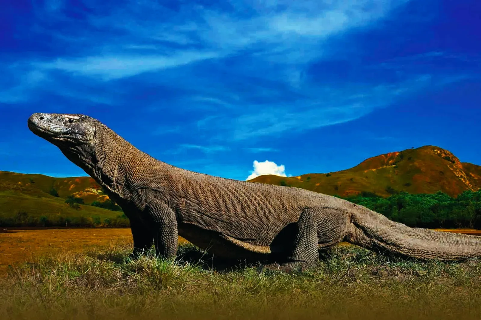 01 TAMAN NASIONAL KOMODO