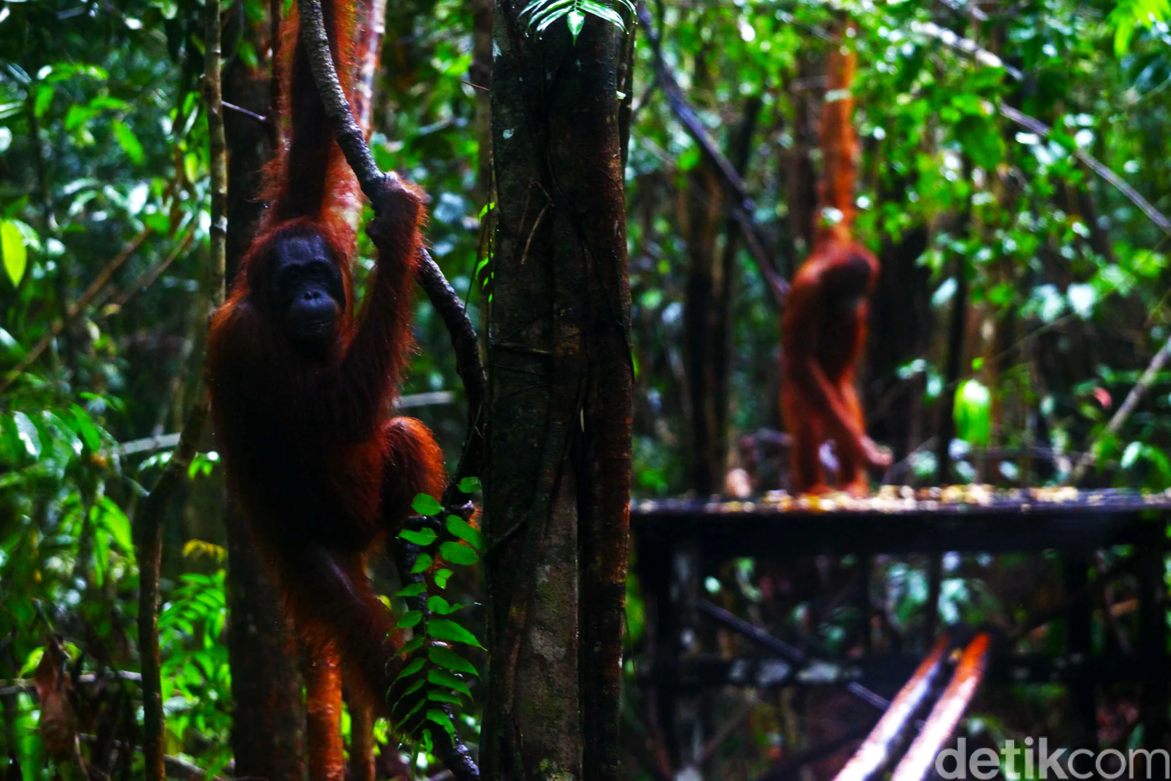 06 Taman Nasional Tanjung Puting