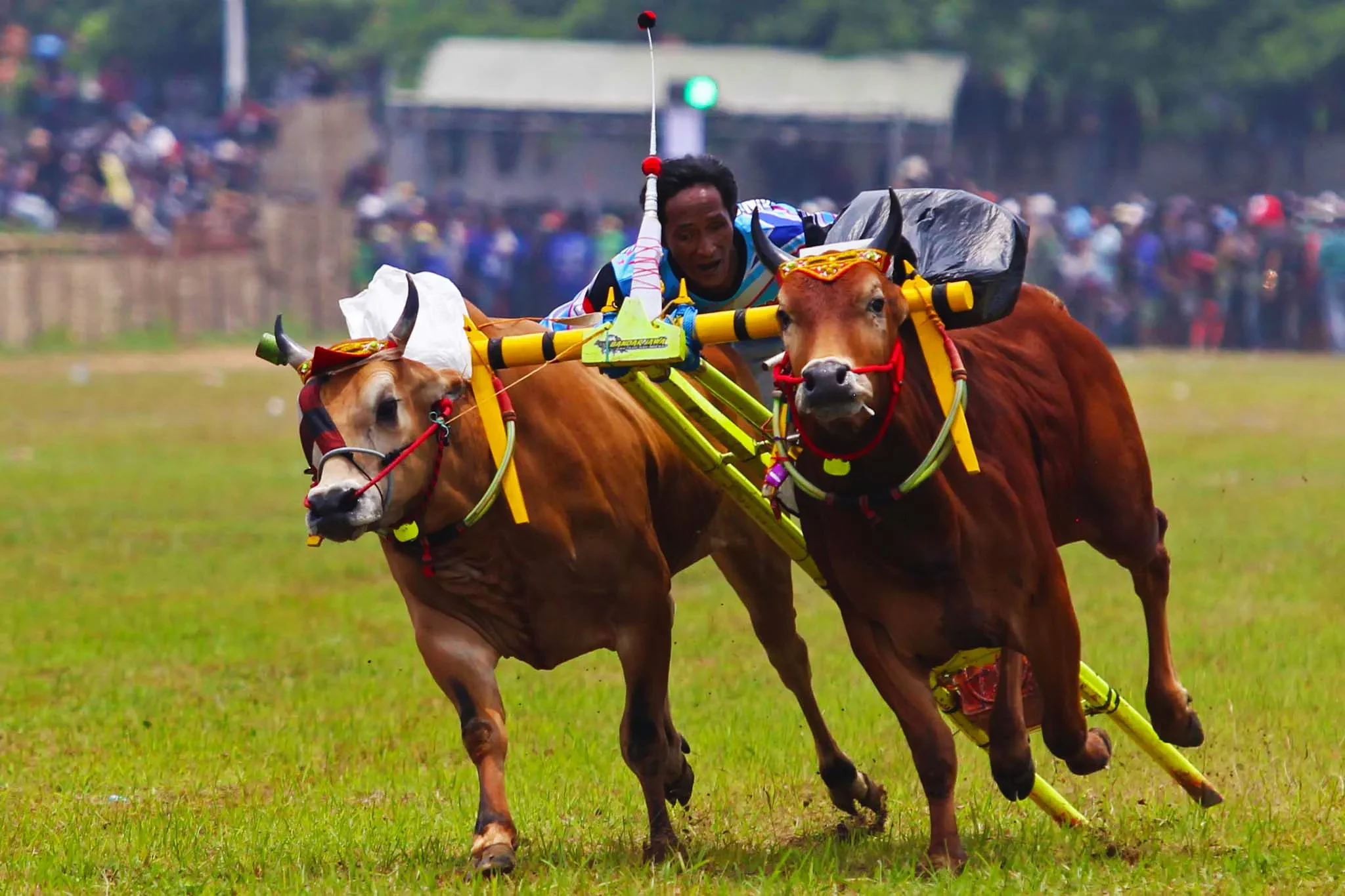 06 karapan sapi madura