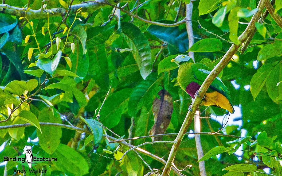 06 flora fauna Weda Rainforest