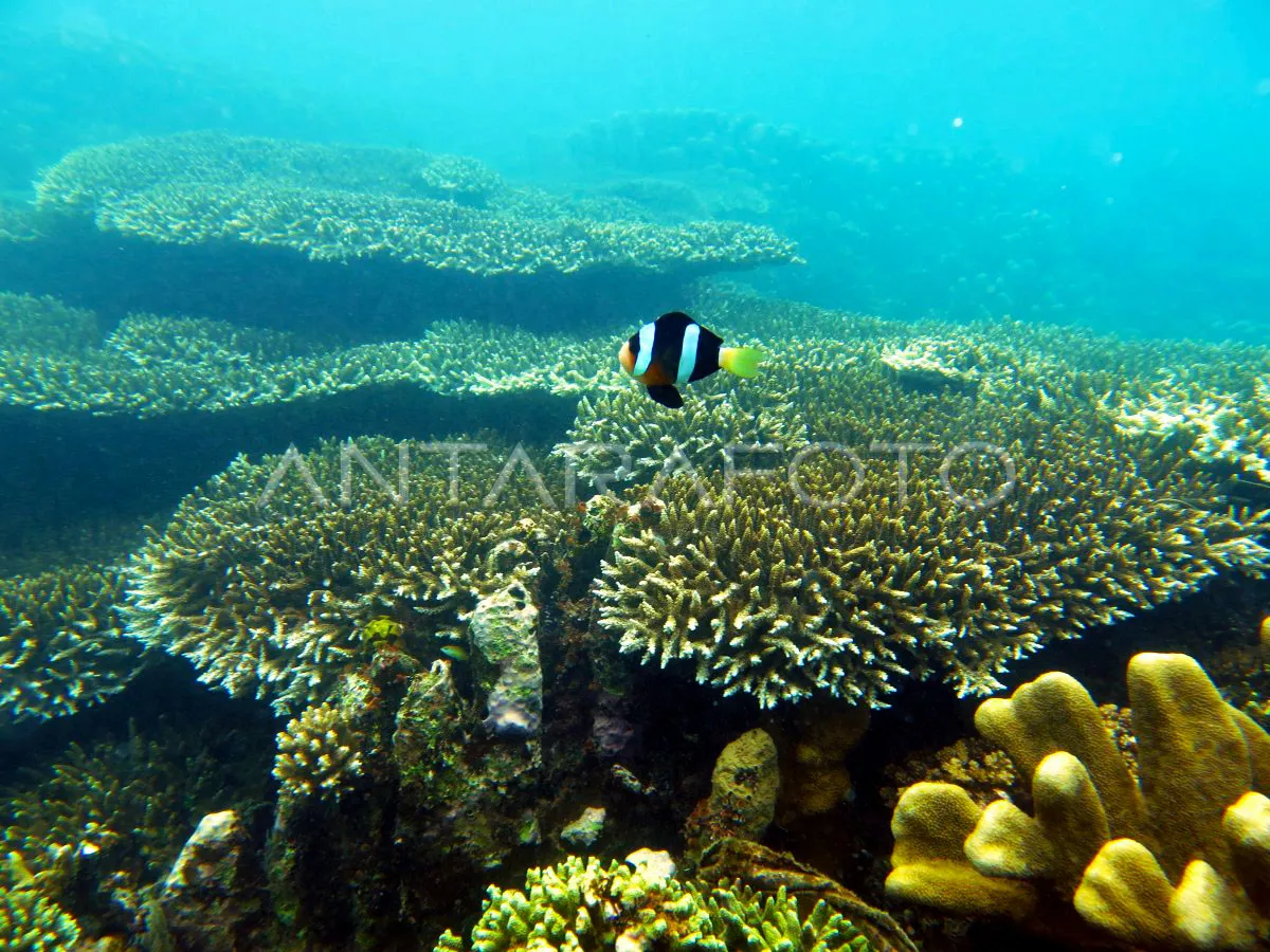 01 taman laut olele gorontalo