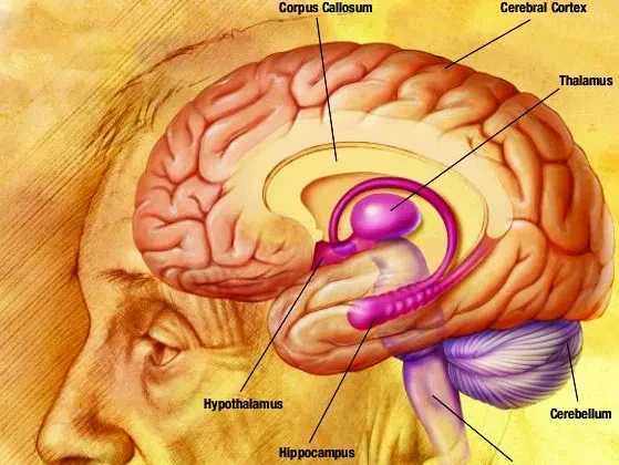 Diagram tampak samping otak manusia—korteks, hipokampus, talamus, dll.
