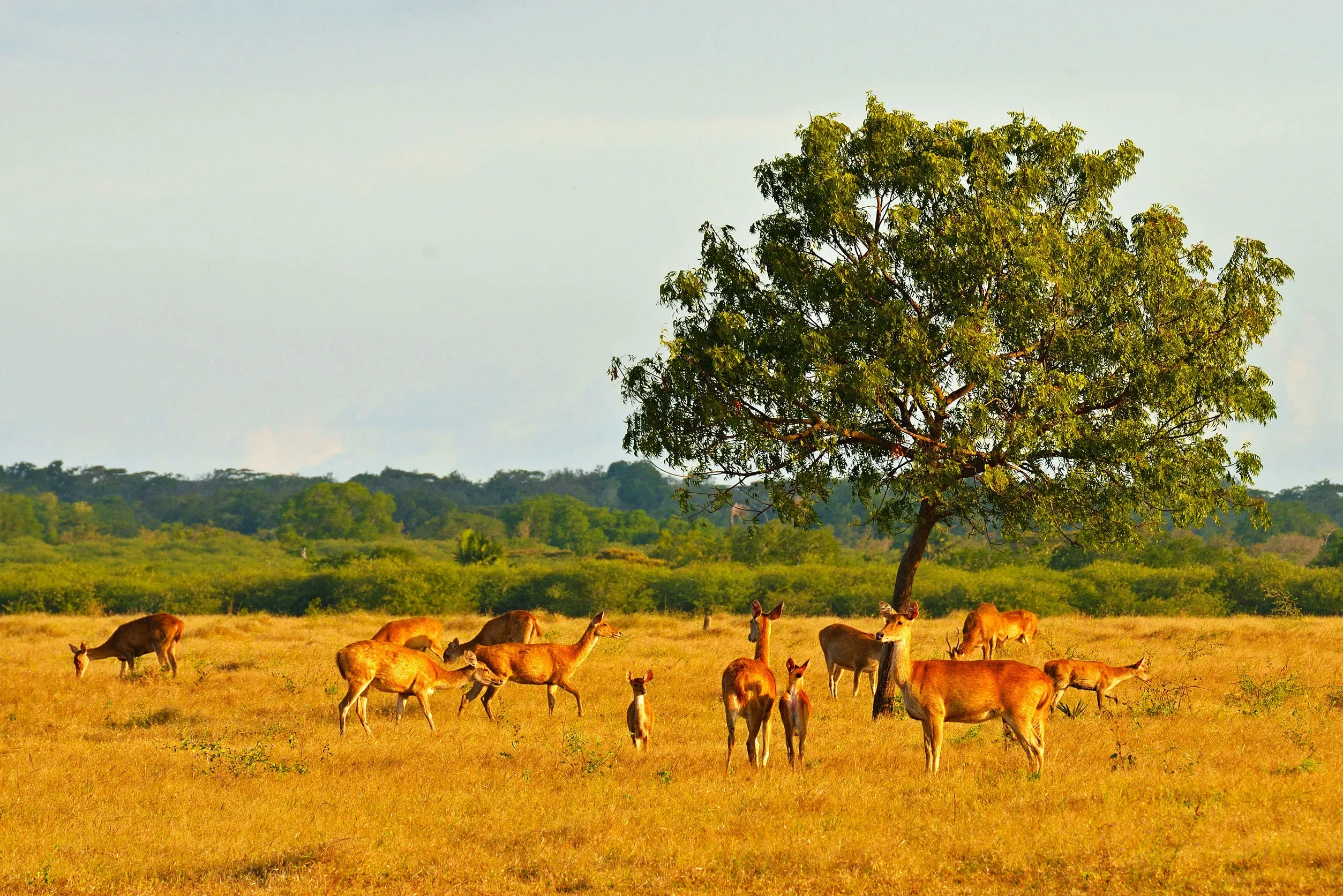 04 Taman Nasional Baluran