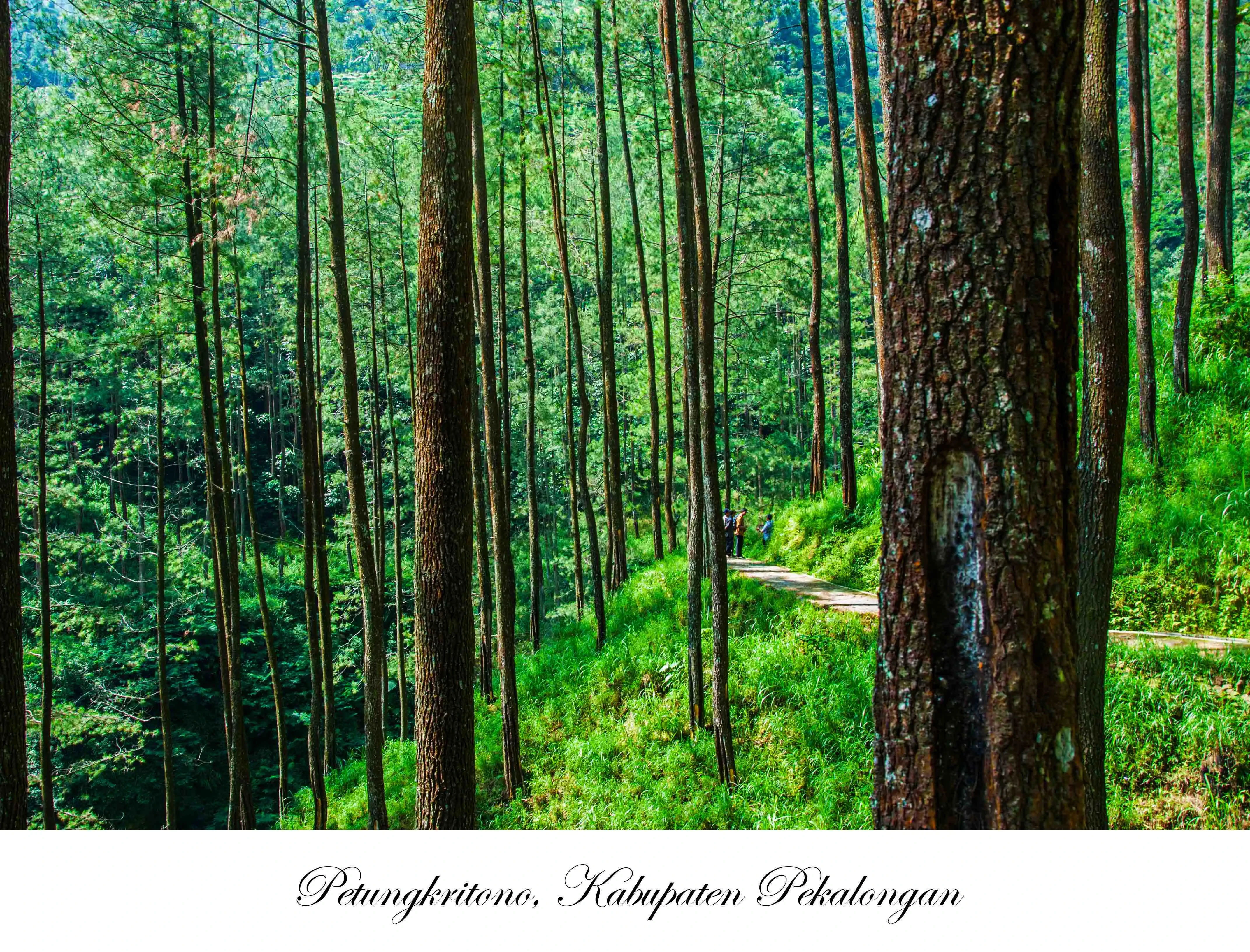 08 Hutan Petungkriyono