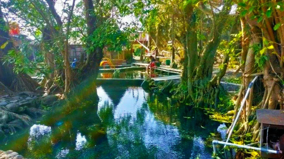 09 Kolam alami di Umbul Manten Kabupaten Klaten Jawa Tengah yang dikelilingi pepohonan rindang