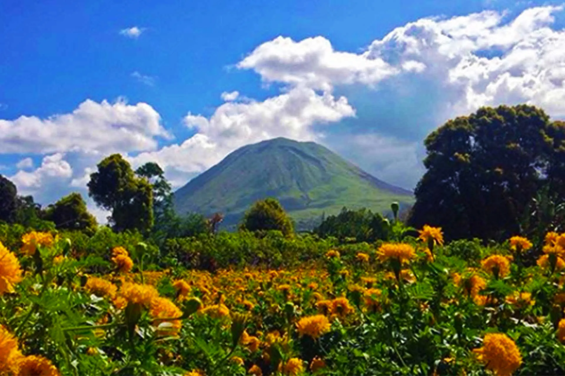 07 festifal bunga tomohon