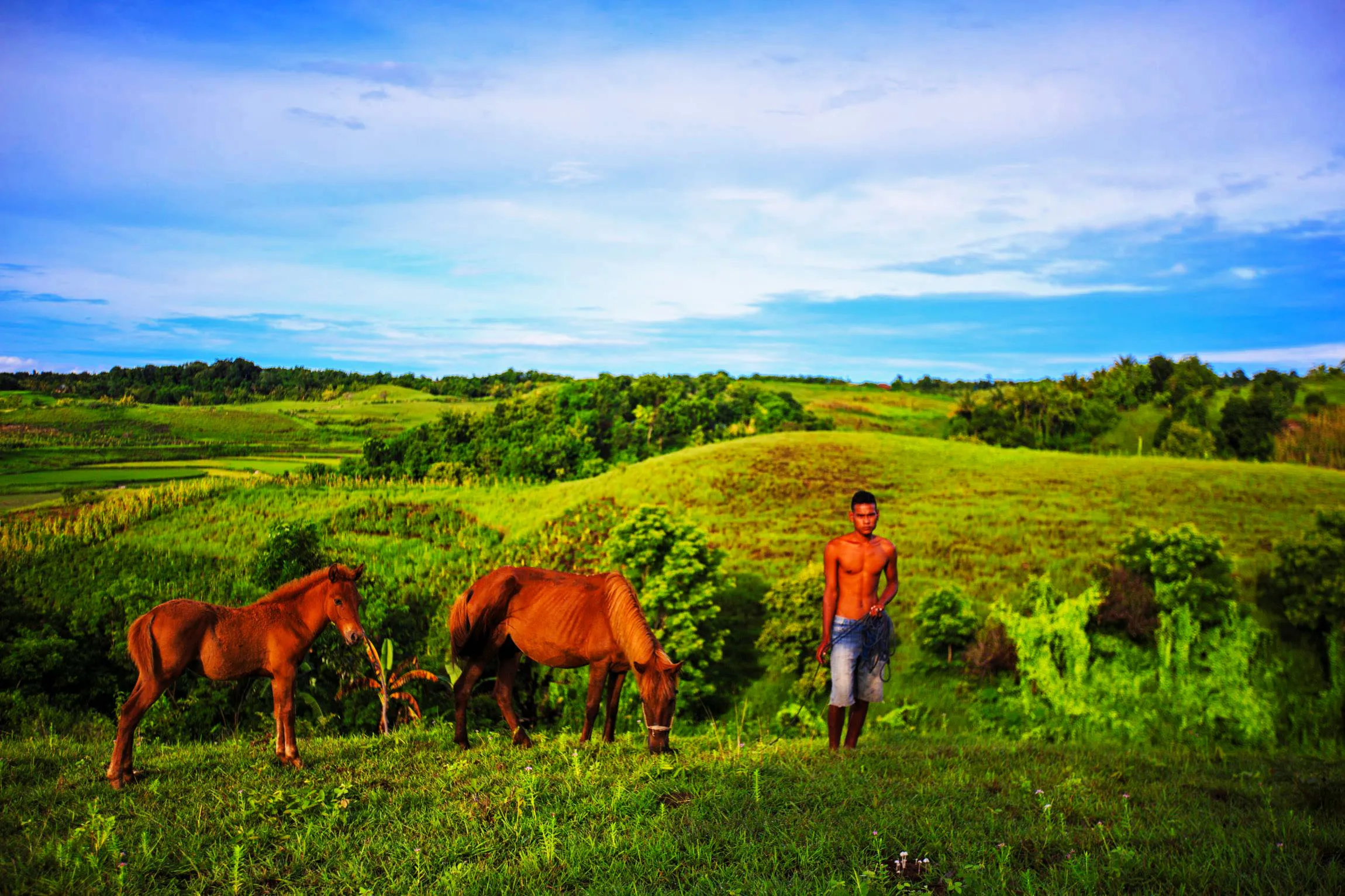 Hamparan savana hijau di Pulau Sumba