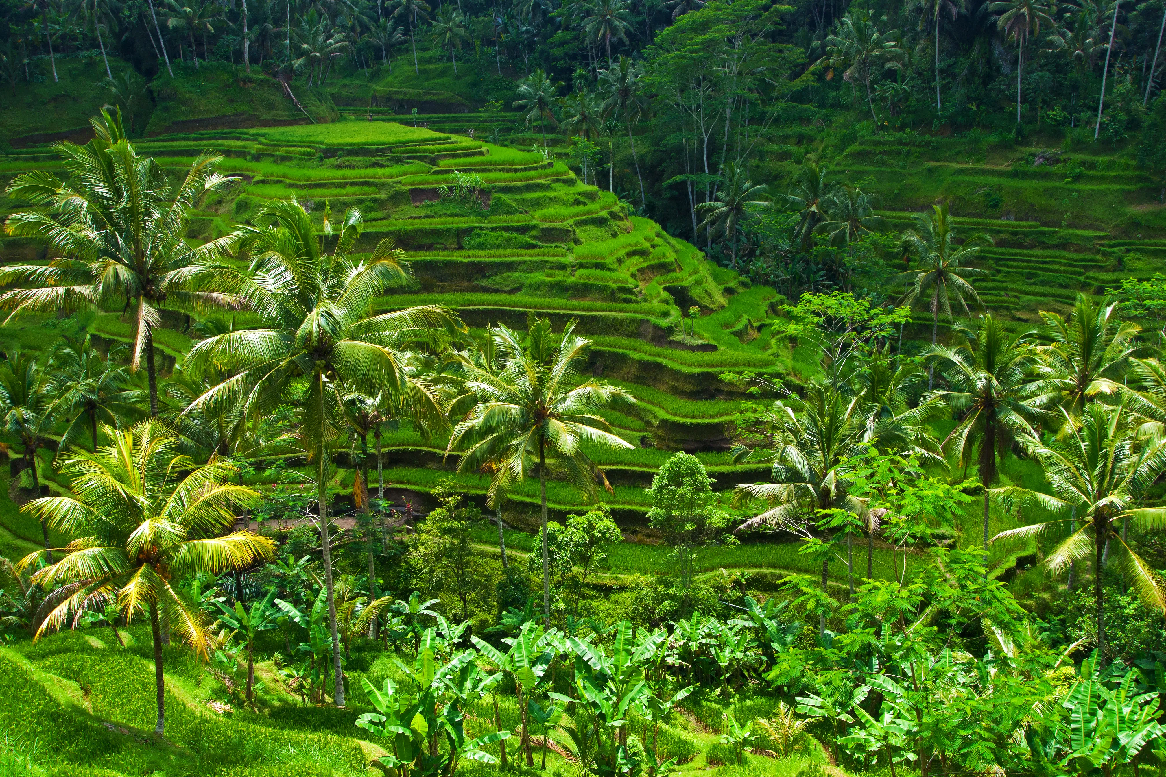 04 Sawah terasering hijau di Ubud Bali