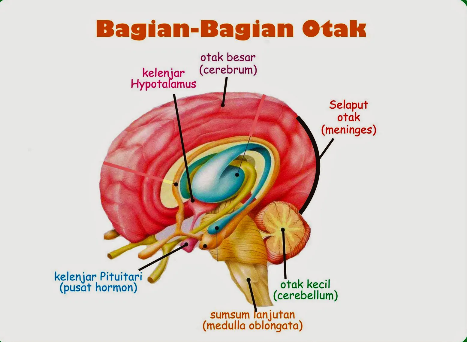 Ilustrasi otak manusia dengan beberapa bagiannya sumber biohikmah blogspot com