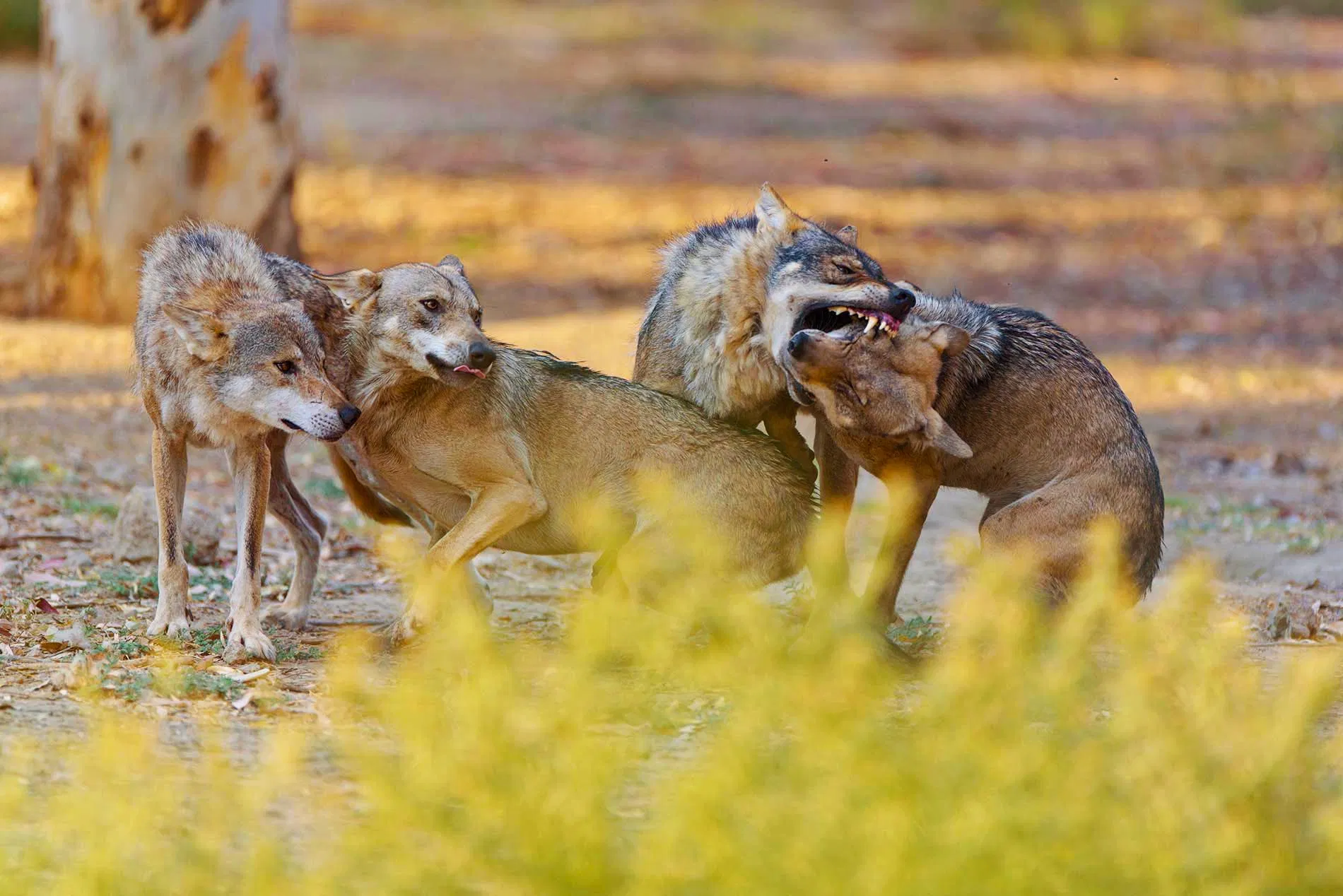 ilustrasi alpha wolf male