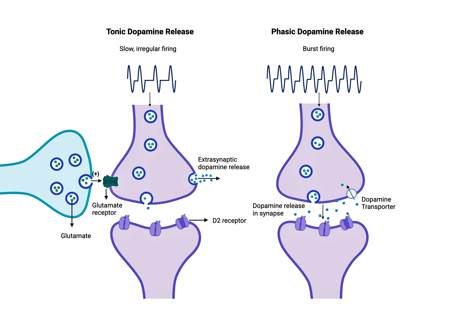 dopamine map
