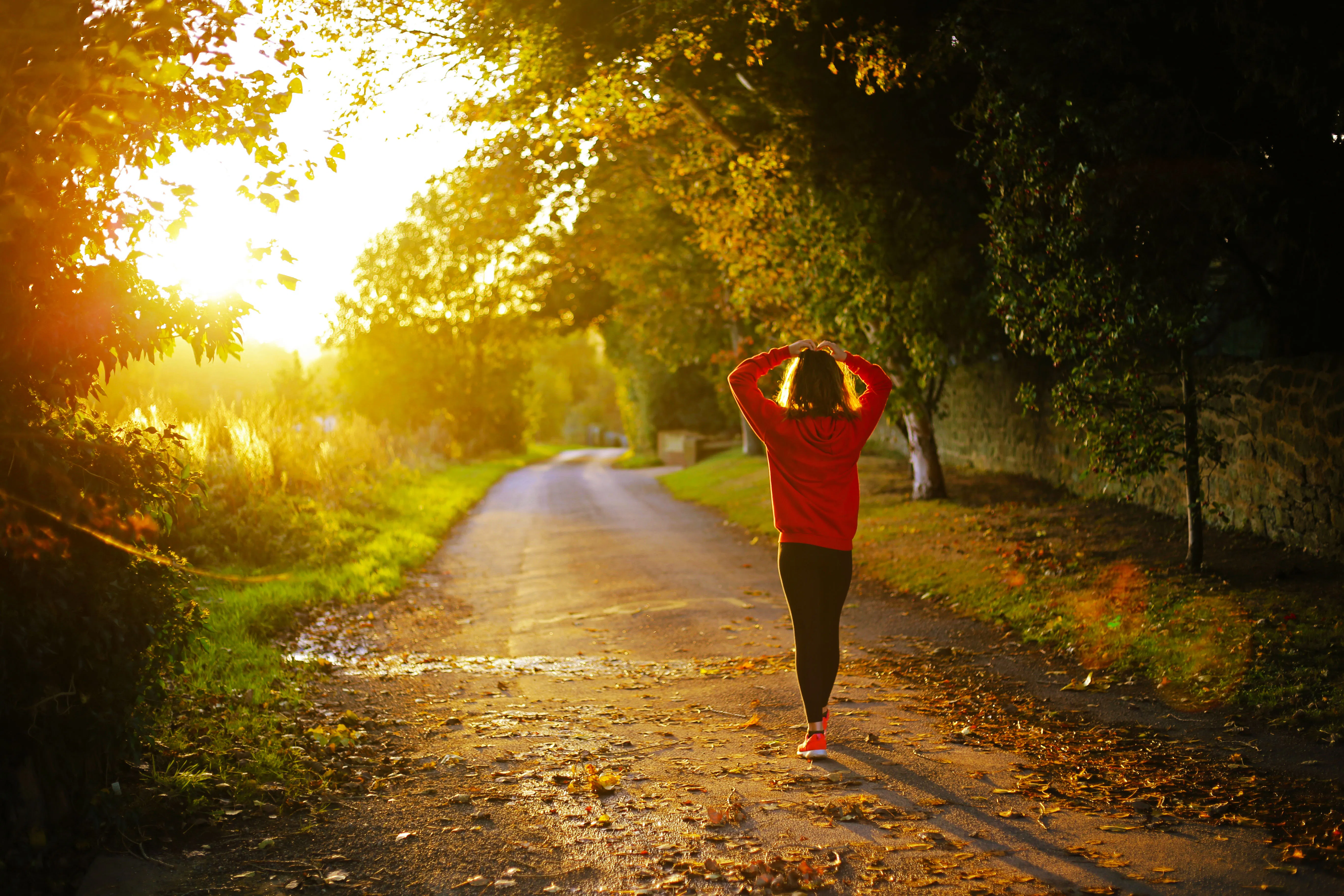 tree nature forest pathway grass walking