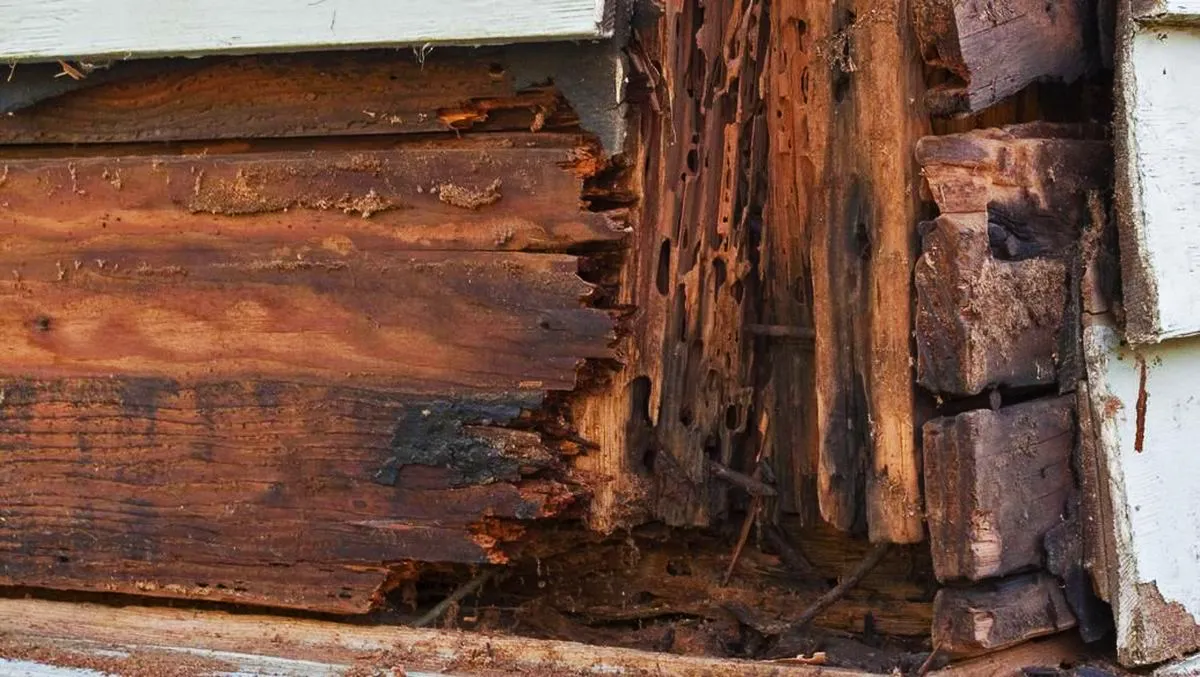 Cara Mengusir Rayap dari Rak Sepatu Kayu