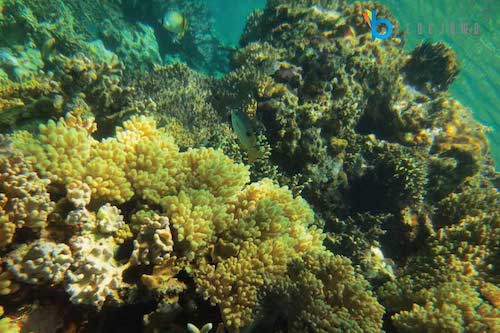 wisata underwater pulau pari