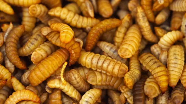 Ilustrasi Larva Black Soldier Fly (BSF)