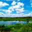 Ilustrasi Taman Nasional Wasur Rawa