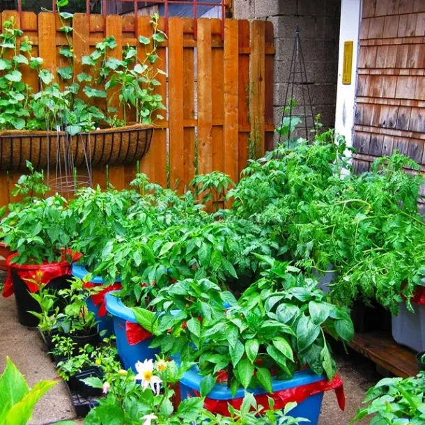 Ilustrasi Kebun Di Pekarangan Rumah