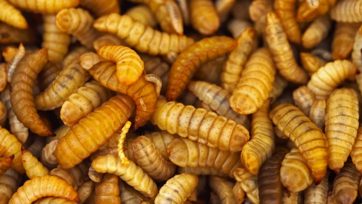 Ilustrasi Larva Black Soldier Fly (BSF)