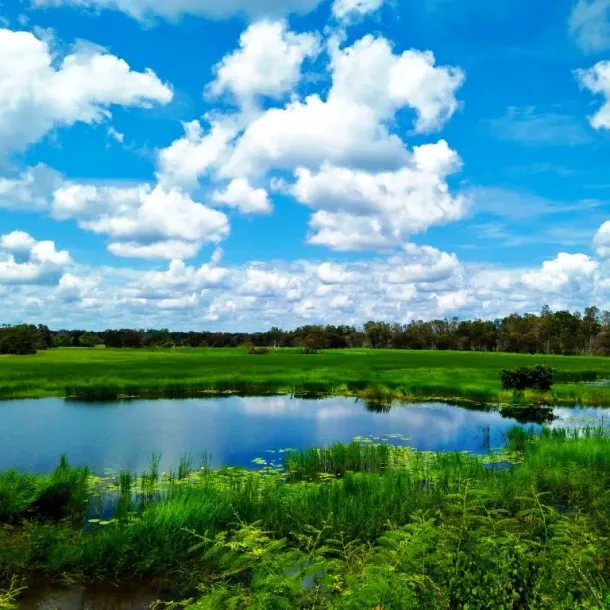 Ilustrasi Taman Nasional Wasur Rawa