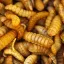 Ilustrasi Larva Black Soldier Fly (BSF)