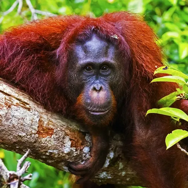 Ilustrasi Orang Utan di Taman Nasional Tanjung Puting