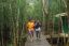 Ilustrasi Hutan Mangrove di Karimun Jawa