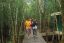 Ilustrasi Hutan Mangrove di Karimun Jawa