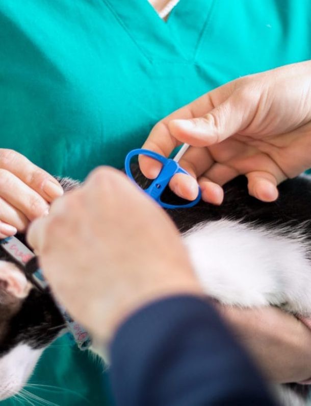 Ilustrasi Memasang Microchip Pada Hewan Peliharaan