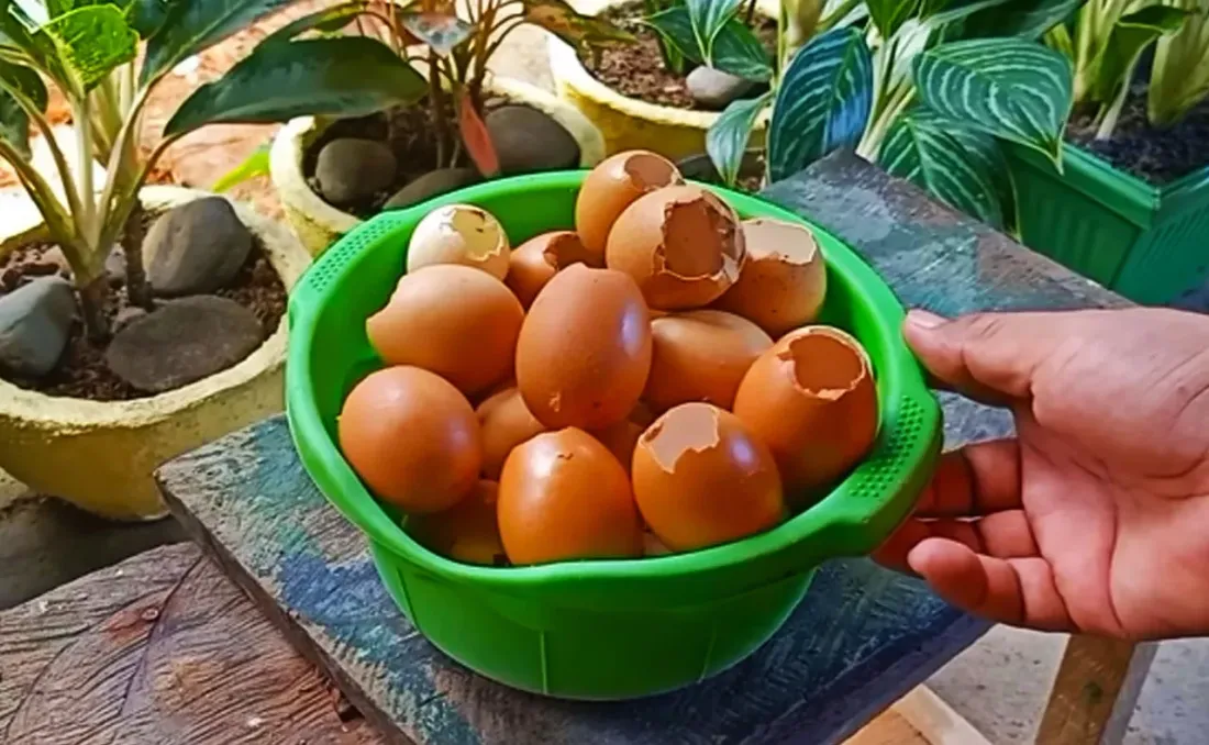 Ilustrasi Sampah Cangkang Telur.