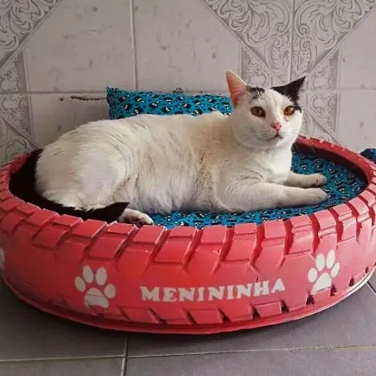 Ilustrasi Tempat Tidur Kucing