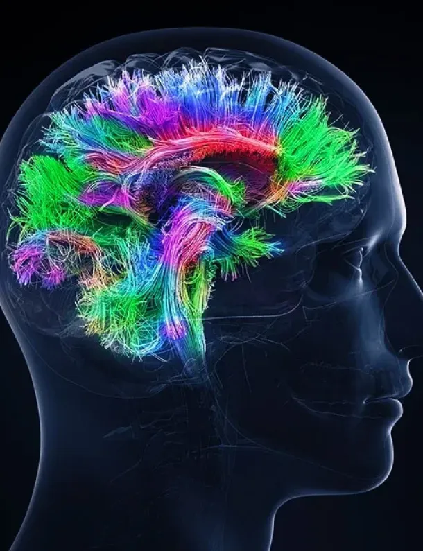 Ilustrasi neuroplasticity