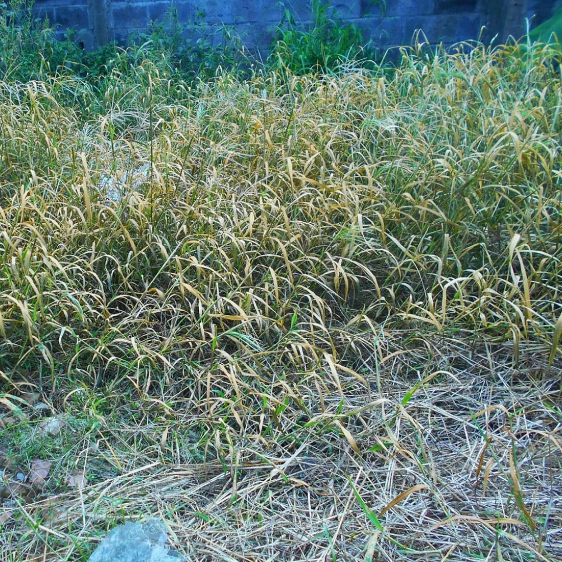 Ilustrasi Rumput Liar Di Halaman Rumah. Sumber: menghilangkansebab.blogspot.com